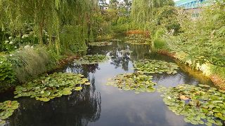 池袋に行ったら、食と緑の空中庭園のWater Lily Gardenへ