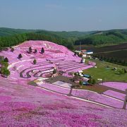 芝桜がきれい！スケールの大きさにびっくり！