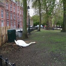 巣を作っている白鳥