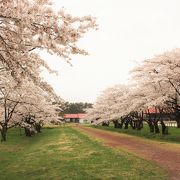 桜並木が綺麗