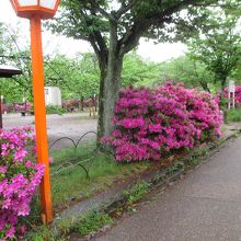 つつじの公園です