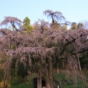 滝桜の娘桜もまた素晴らしい