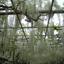 白い藤　天気がもっと良ければなぁ