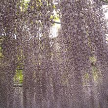 むらさき藤棚　たぶん