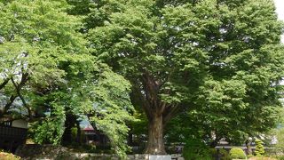 高島城天守閣のある公園