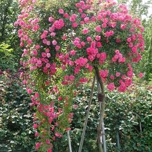 綺麗に仕立てられたバラです。全体を写真に入れられるのが少ない