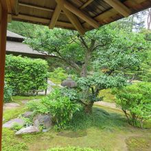 庭を見ながら煎茶をいただく