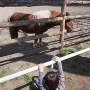 完全子供動物園です。