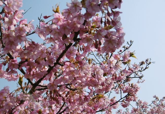免々田川の河津桜 クチコミ アクセス 営業時間 渥美半島 伊良湖 フォートラベル