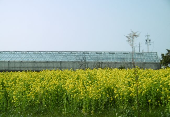 田原菜の花まつり