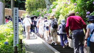 アジサイの徑平日も渋滞