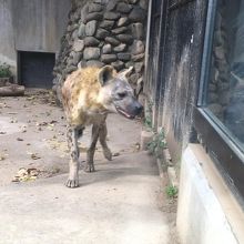ハイエナのホシ君