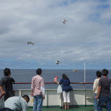 乗客がウミネコに餌を与えて楽しんでいます。