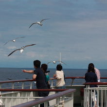 乗客がウミネコに餌を与えて楽しんでいます。