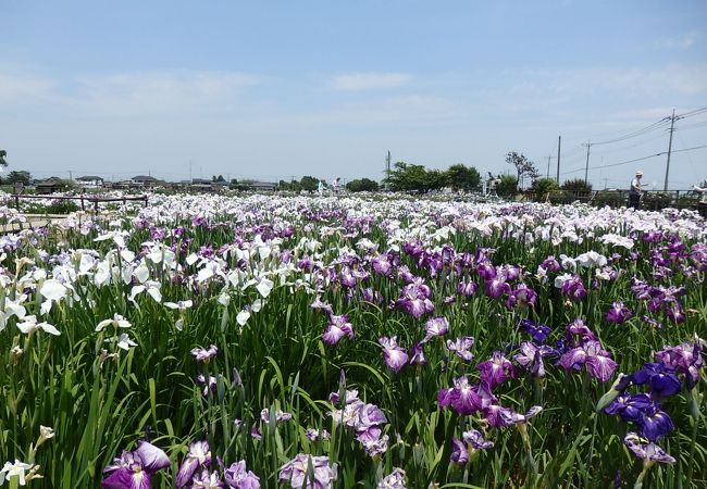 菖蒲城址あやめ園 クチコミ アクセス 営業時間 幸手 久喜 栗橋 フォートラベル