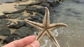 日本三景のビーチです。