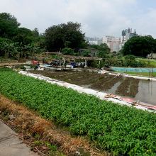 道が迷いやすい