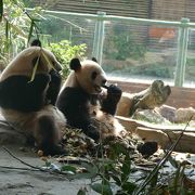 淹城野性動物世界（江蘇省常州市）のパンダ