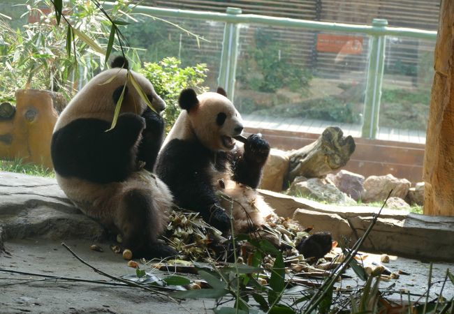 淹城野性動物世界（江蘇省常州市）のパンダ