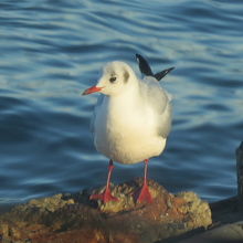お馴染みのユリカモメ