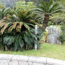 「マングローブ館」の前に秋篠宮殿下が植えた蘇鉄がありました