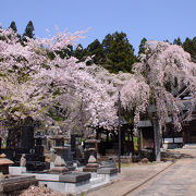 角館の桜の穴場