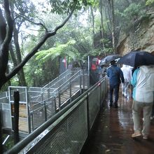 ブッシュウォーク