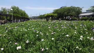 6月2週目土曜日、潮来の花嫁さんとアヤメ、両方見られて良かったです。