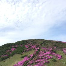 ひゃーこのお花の中を登っていきます