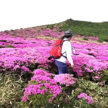 ミヤマキリシマの中を歩きます