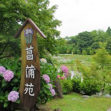 ときわ公園しょうぶまつり