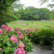 紫陽花が両側に咲いている階段を降りると菖蒲の所に行けます。