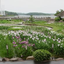 今年は花の開花が少ないような・・・・。