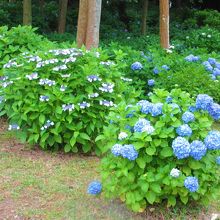 菖蒲苑の奥の方には紫陽花が咲いています。