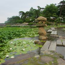 池があり、睡蓮が咲いていました。