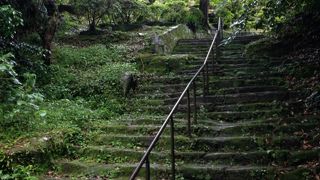 木々の緑もさることながら足元も苔でまさに緑づくしでした。