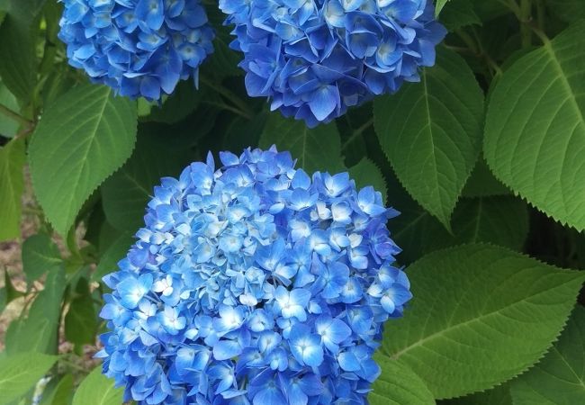 余呉湖あじさい園 クチコミ アクセス 営業時間 木之本 余呉 フォートラベル 余呉湖あじさい園 クチコミ アクセス 営業時間 木之本 余呉 フォートラベル