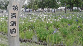 葛飾区にある水元公園の花菖蒲まつり　～２０１６年６月１２日　薄曇り～