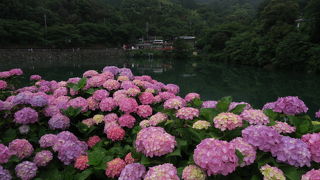 紫陽花には雨が似合います