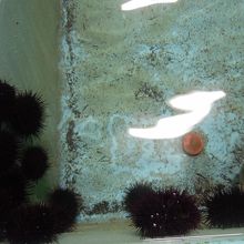 水槽の中にはウニがいっぱい。