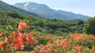 赤いツツジの群落