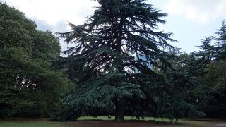 ゆったりと楽しめる御苑