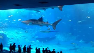 やっぱり、ジンベエ‥！