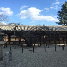 夢殿の隣には立派な木も