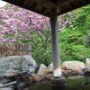 露天風呂に満開の桜の木が！