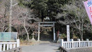 花庭園の枝垂れ梅が見事