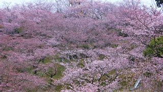しまなみ海道にある桜の名所