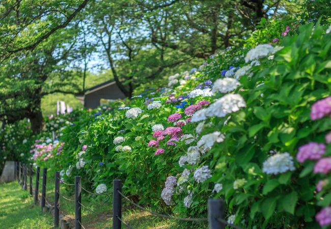 幸手あじさいまつり クチコミ アクセス 営業時間 幸手 久喜 栗橋 フォートラベル