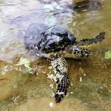 Aブロックの「サンゴ礁大水槽」で飼育されているカメです。