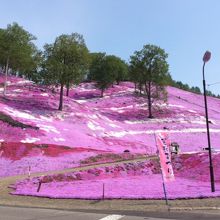 芝桜が満開の東藻琴公園の丘